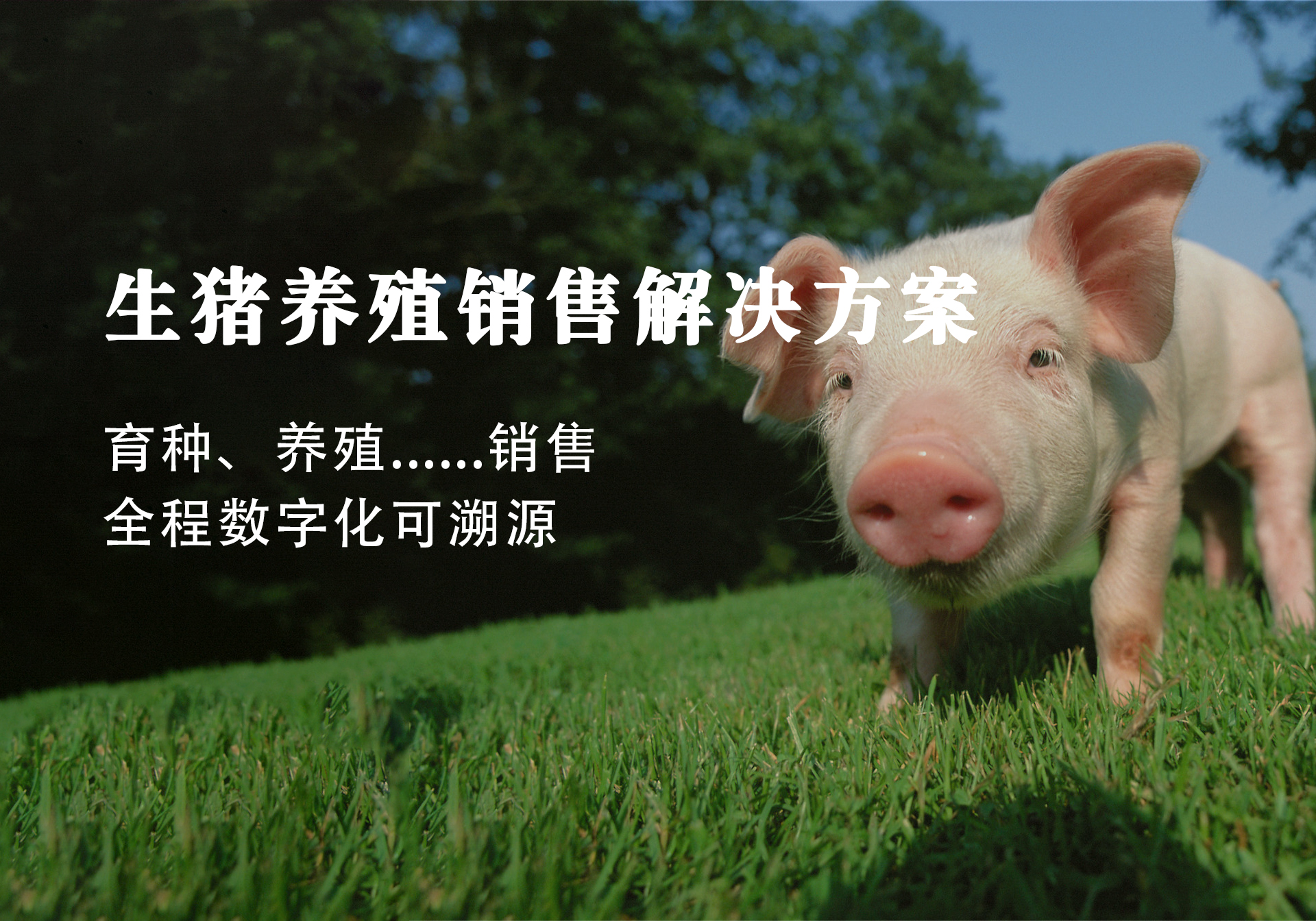 畜牧養(yǎng)殖銷售解決方案
